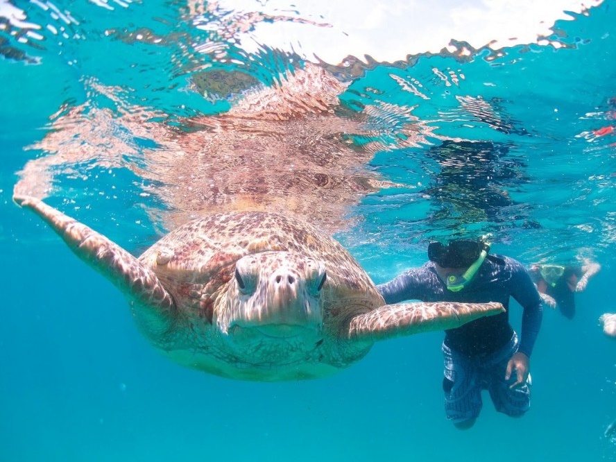 Boat Snorkelling