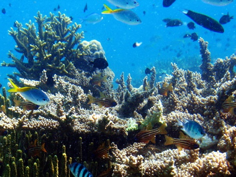 Boat Snorkelling