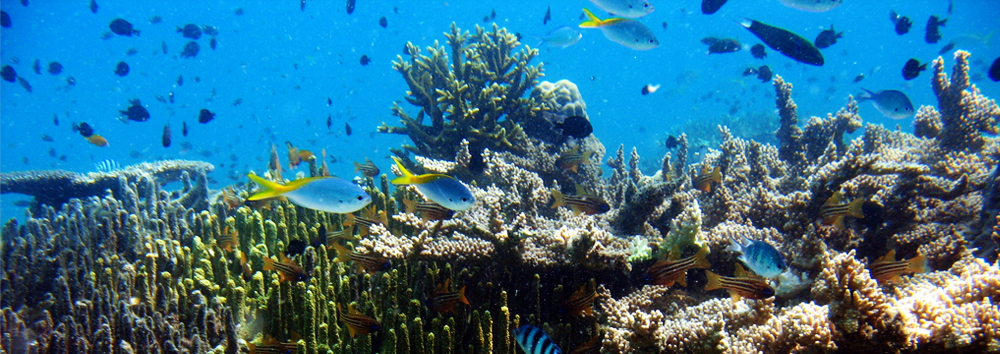Slideshow: Undersea