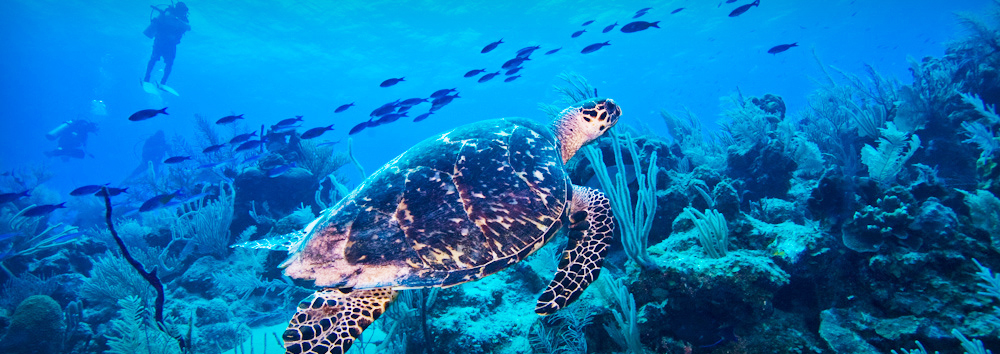 Slideshow: Undersea